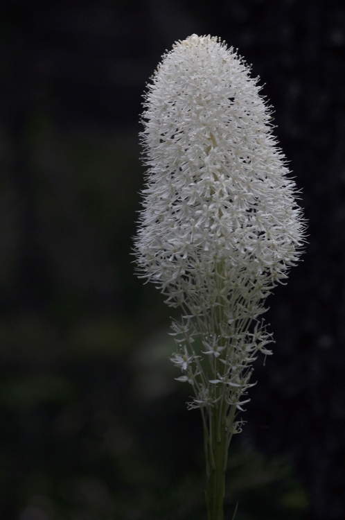 beargrass